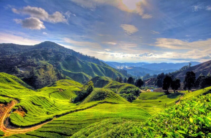 Cameron Highlands